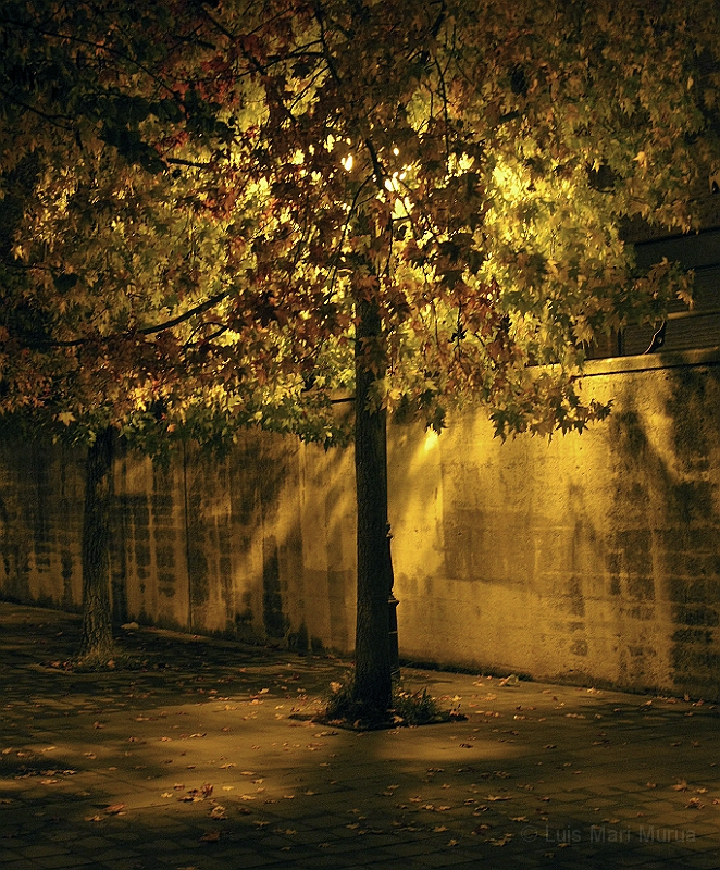 IMG_0029.JPG - Nocturna sin flash
