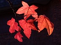 DSCN0361