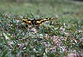 DSCN0627a