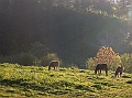 DSCN0699a