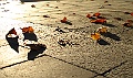 IMG_0051