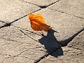 IMG_0057