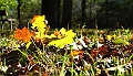 IMG_0097