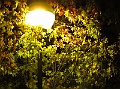 IMG_0110a